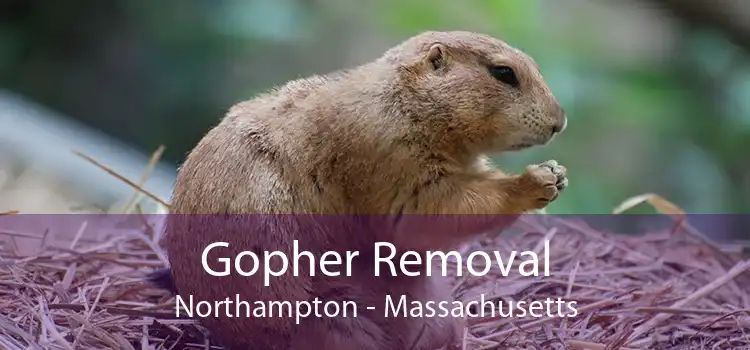 Gopher Removal Northampton - Massachusetts