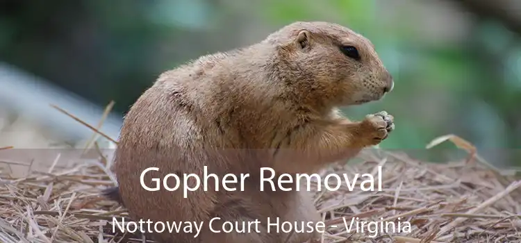 Gopher Removal Nottoway Court House - Virginia