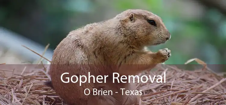 Gopher Removal O Brien - Texas