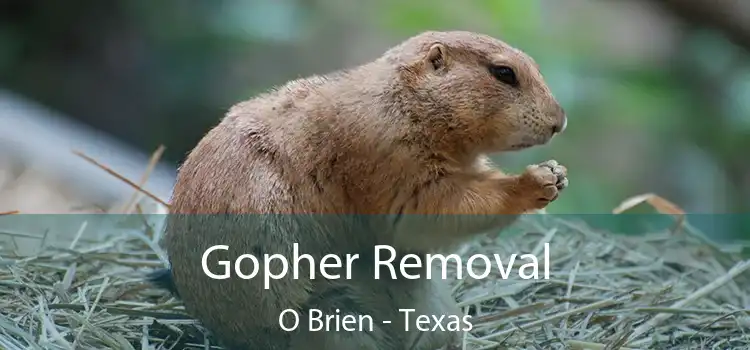 Gopher Removal O Brien - Texas