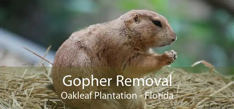 Gopher Removal Oakleaf Plantation - Florida