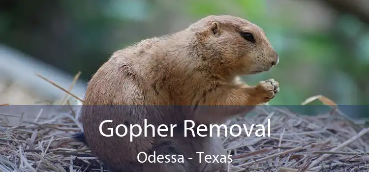 Gopher Removal Odessa - Texas