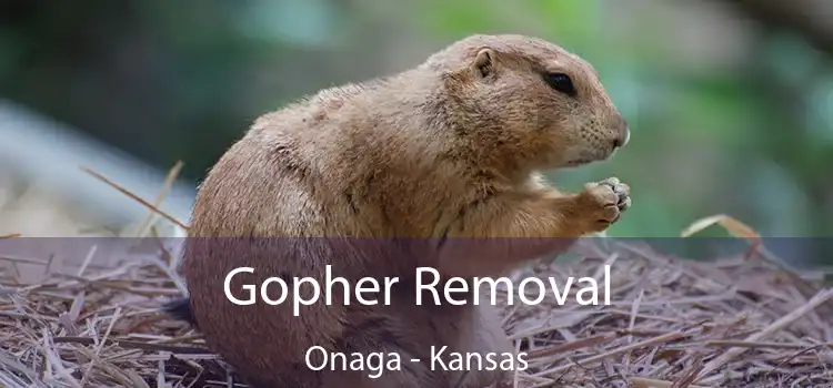 Gopher Removal Onaga - Kansas