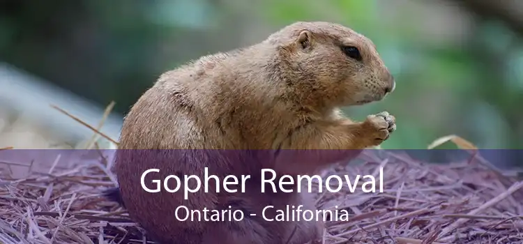 Gopher Removal Ontario - California