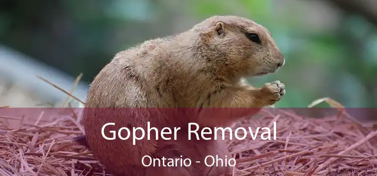 Gopher Removal Ontario - Ohio