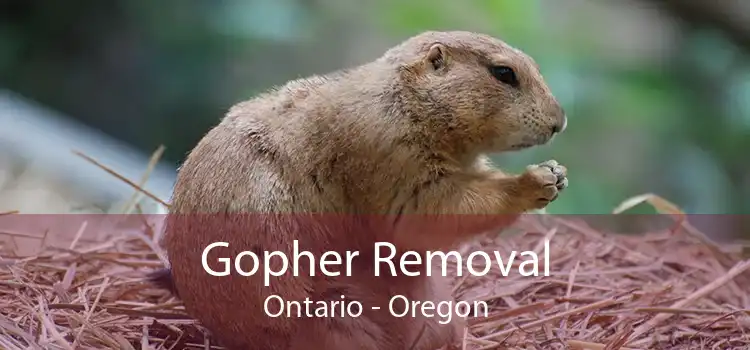 Gopher Removal Ontario - Oregon