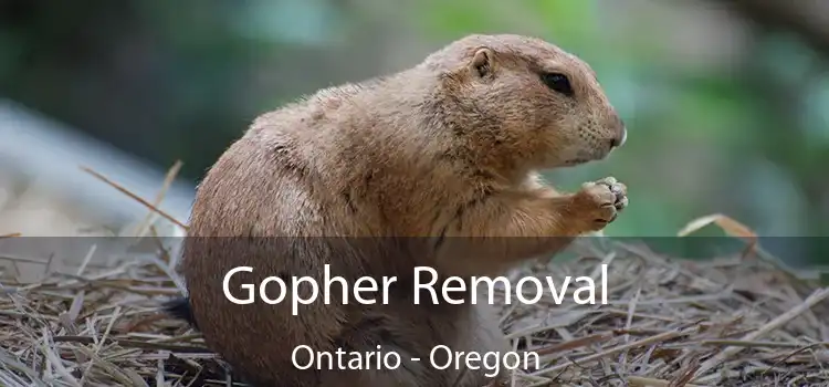 Gopher Removal Ontario - Oregon