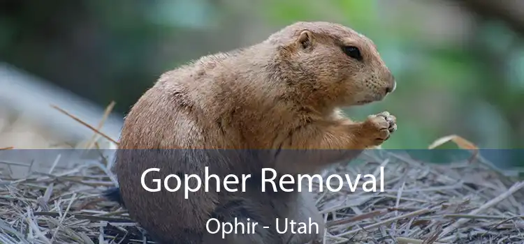 Gopher Removal Ophir - Utah