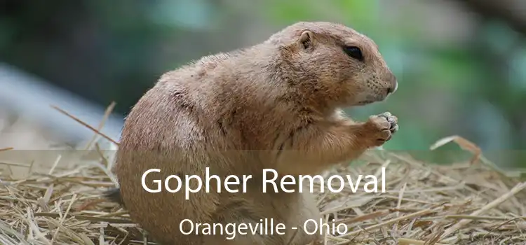 Gopher Removal Orangeville - Ohio