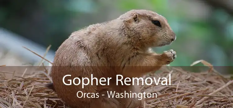 Gopher Removal Orcas - Washington
