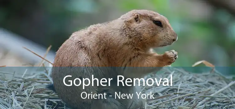 Gopher Removal Orient - New York