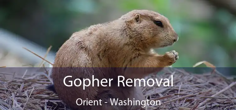 Gopher Removal Orient - Washington