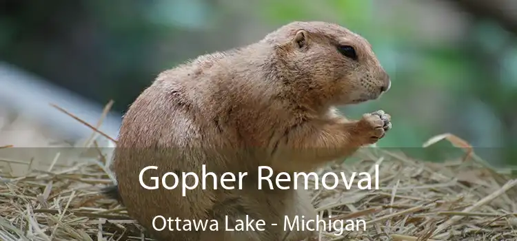 Gopher Removal Ottawa Lake - Michigan