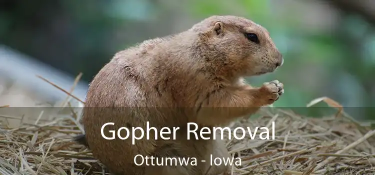 Gopher Removal Ottumwa - Iowa