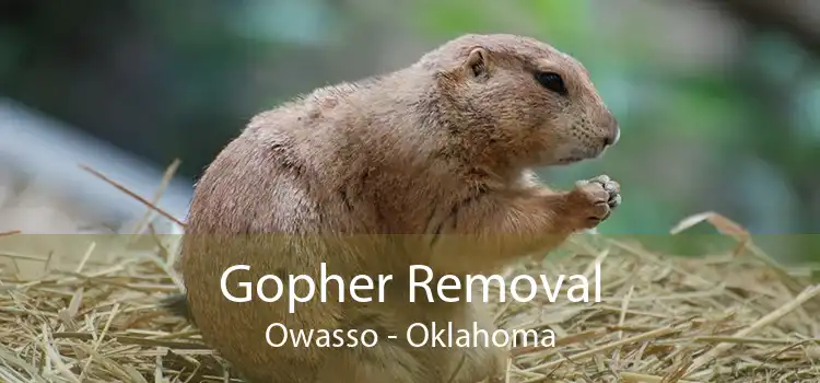 Gopher Removal Owasso - Oklahoma