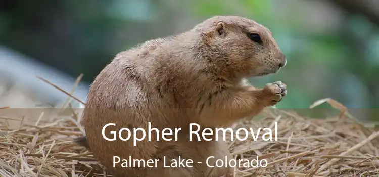 Gopher Removal Palmer Lake - Colorado