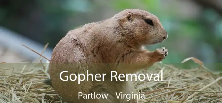 Gopher Removal Partlow - Virginia