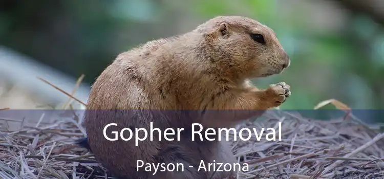 Gopher Removal Payson - Arizona