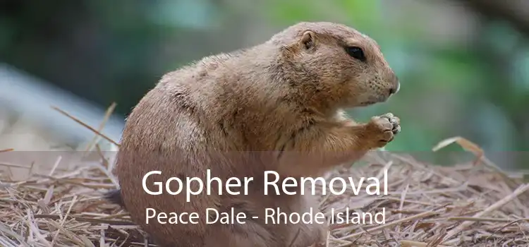Gopher Removal Peace Dale - Rhode Island