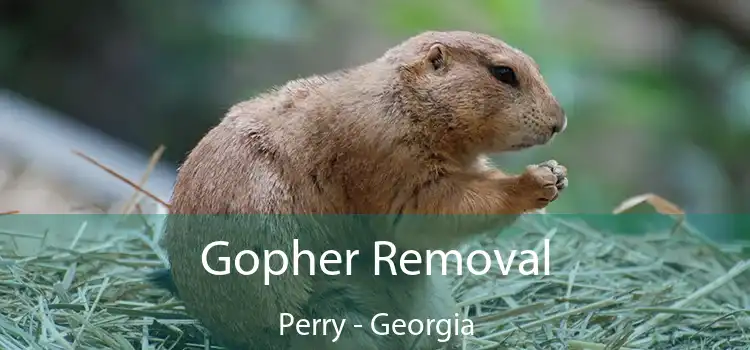 Gopher Removal Perry - Georgia