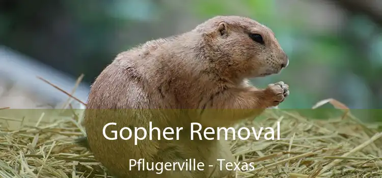 Gopher Removal Pflugerville - Texas