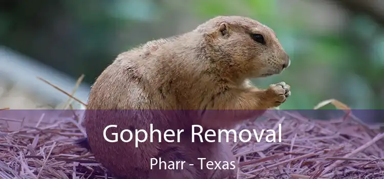 Gopher Removal Pharr - Texas
