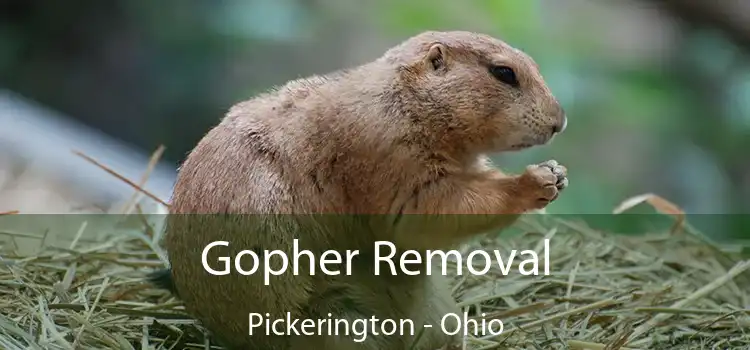 Gopher Removal Pickerington - Ohio