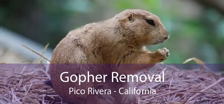 Gopher Removal Pico Rivera - California