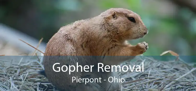 Gopher Removal Pierpont - Ohio