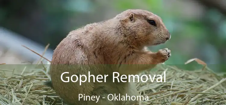 Gopher Removal Piney - Oklahoma