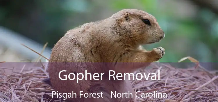 Gopher Removal Pisgah Forest - North Carolina