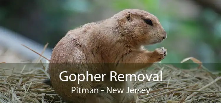 Gopher Removal Pitman - New Jersey