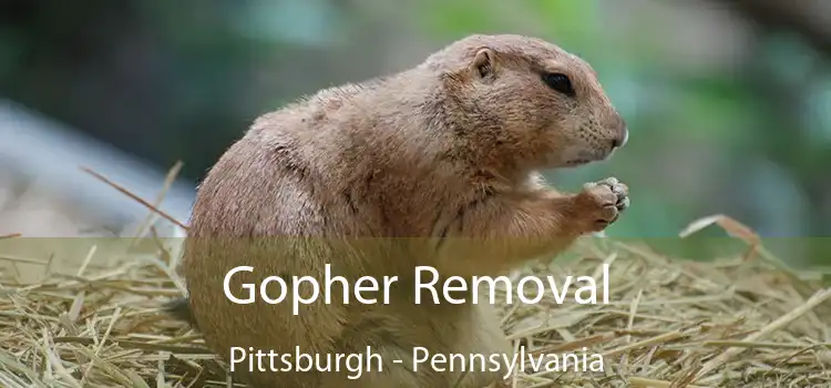 Gopher Removal Pittsburgh - Pennsylvania