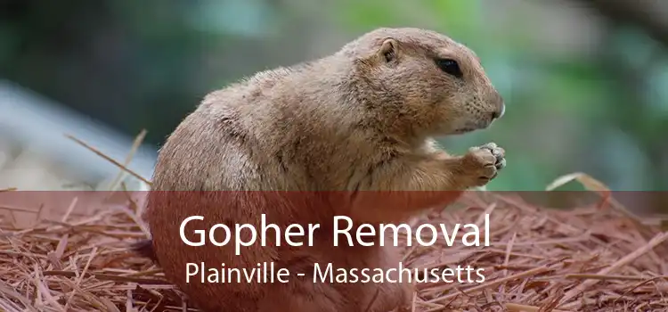 Gopher Removal Plainville - Massachusetts