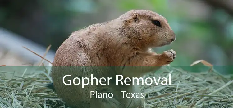 Gopher Removal Plano - Texas