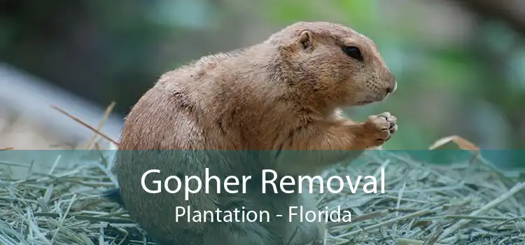 Gopher Removal Plantation - Florida