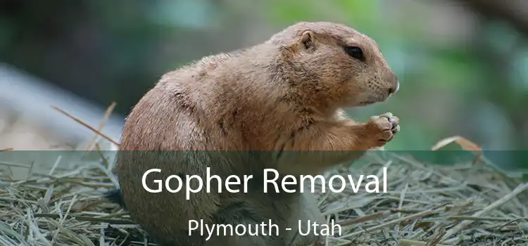 Gopher Removal Plymouth - Utah