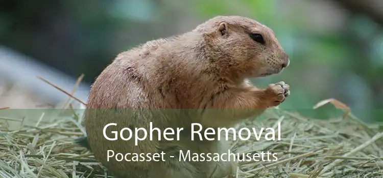 Gopher Removal Pocasset - Massachusetts