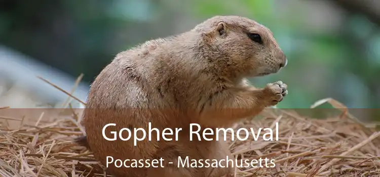 Gopher Removal Pocasset - Massachusetts