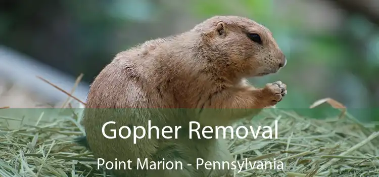 Gopher Removal Point Marion - Pennsylvania