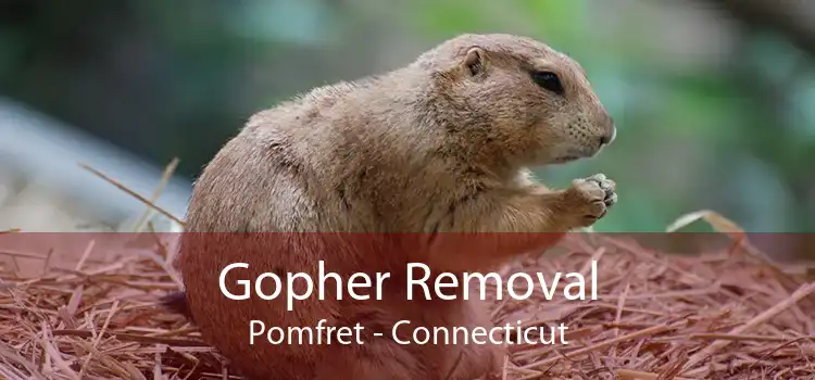 Gopher Removal Pomfret - Connecticut