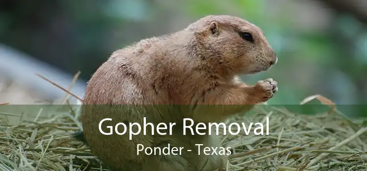 Gopher Removal Ponder - Texas