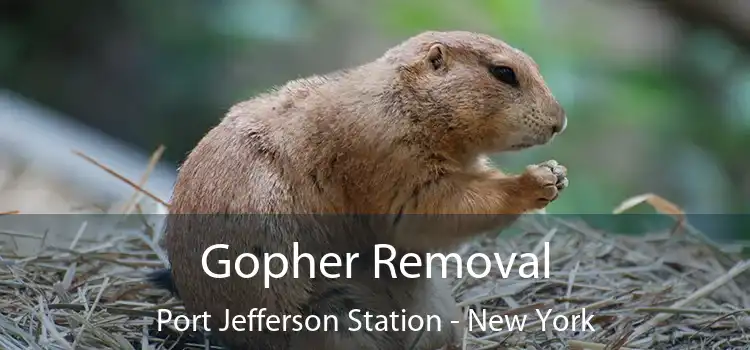 Gopher Removal Port Jefferson Station - New York