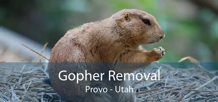 Gopher Removal Provo - Utah