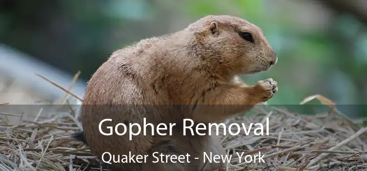 Gopher Removal Quaker Street - New York