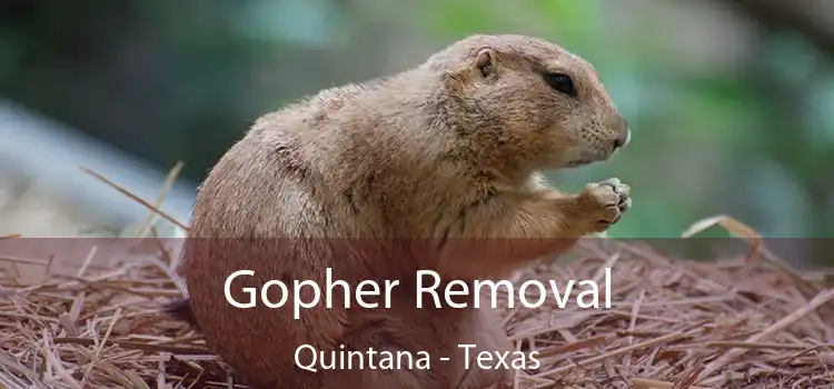 Gopher Removal Quintana - Texas