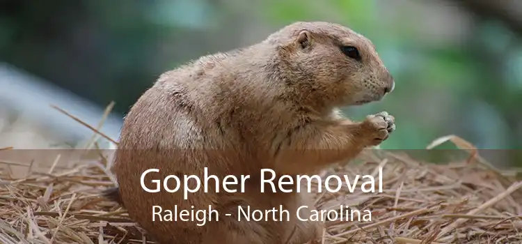 Gopher Removal Raleigh - North Carolina