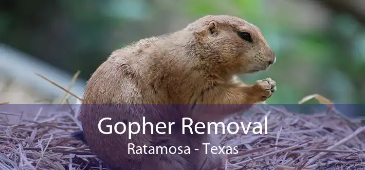 Gopher Removal Ratamosa - Texas