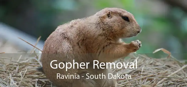 Gopher Removal Ravinia - South Dakota
