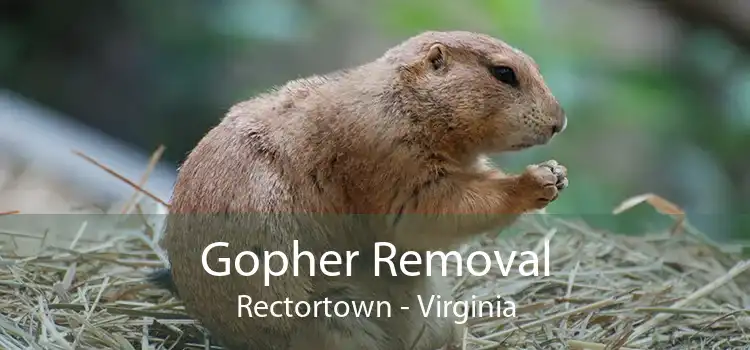 Gopher Removal Rectortown - Virginia